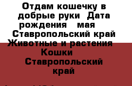 Отдам кошечку в добрые руки. Дата рождения 9 мая.  - Ставропольский край Животные и растения » Кошки   . Ставропольский край